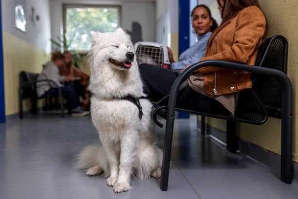 crowded lobby at pet-care business