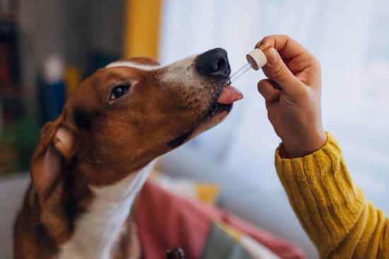 A dog licks a liquid supplement from a dropper