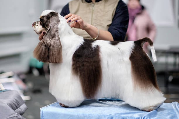 dog groomer working on well-groomed show dog