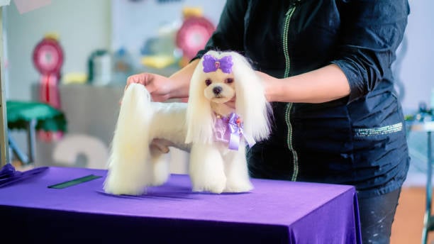 dog groomer with pup dressed in purple bow and accessories