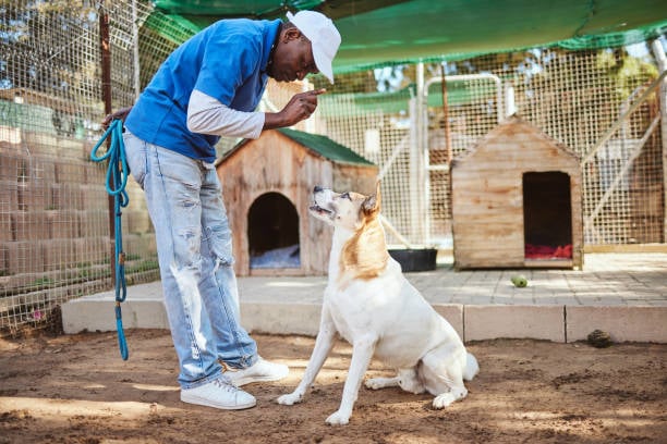 a new dog trainer working at a kennel with an obedient dog sitting