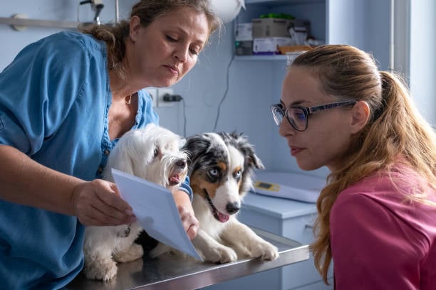 pet-care business owner breaking down costs with pet parent