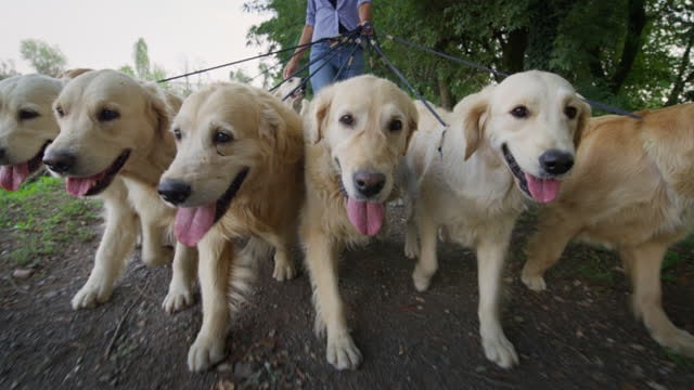 Navigating Global Pet-Care Trends and Their Impact on Your Business