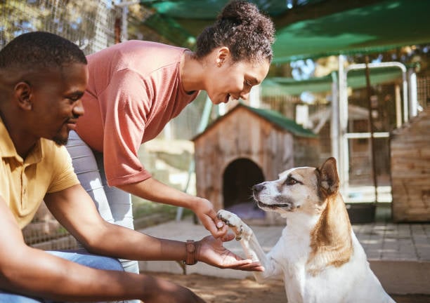 multi-location dog daycare owners working with a client dog