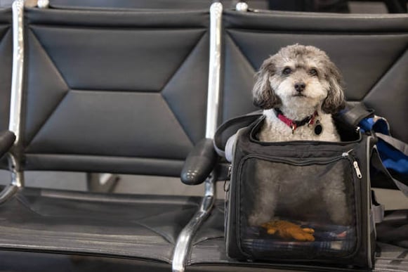 A dog sits in a travel crate at an airport