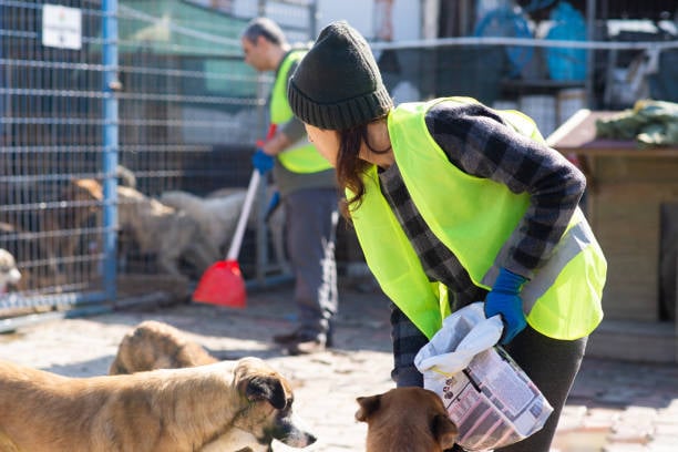 kennel staff cleaning up with dogs