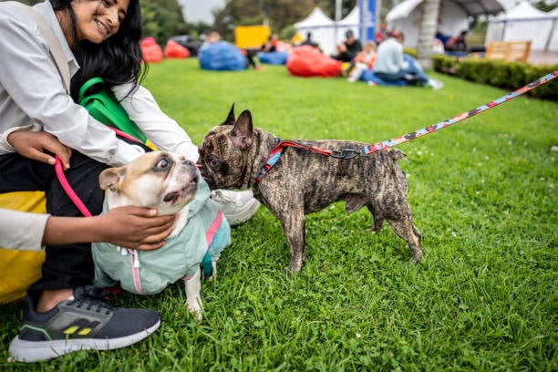 pet owning friends at the dog park meeting other pet parents