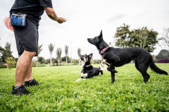 A man trains two dogs outside