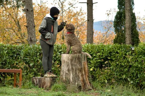 A person holds a treat up to a dog's nose as it sits on a tree stump outside