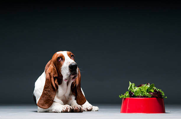 Designing a Balanced Diet for Dogs in Daycare