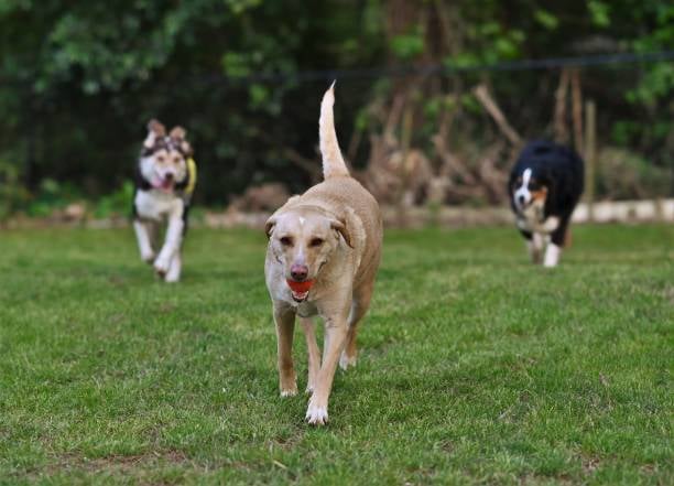 dogs running in a pack with toys in their mouths