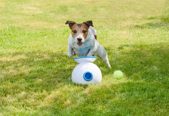 A dog plays with a ball launcher toy