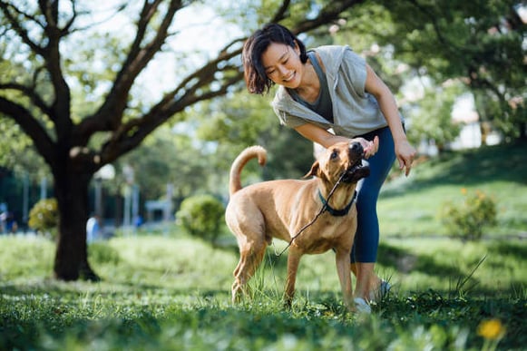 A woman and her dog play tug with a stick outside