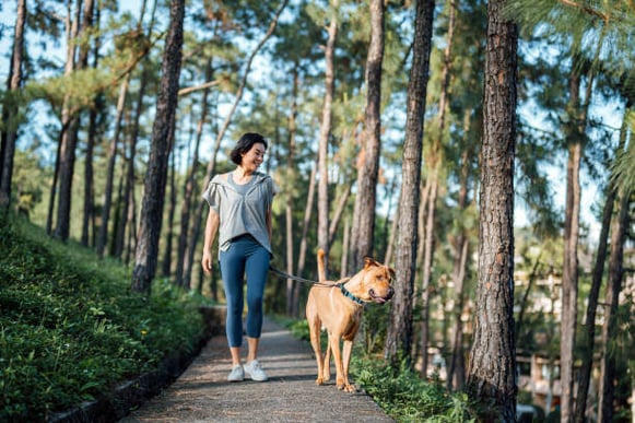A woman walks her dog on a shaded forest trail