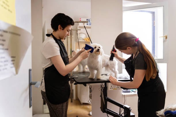 positive reinforcement makes each client's next grooming appointment smooth, ensuring pets stay calm and display good behavior