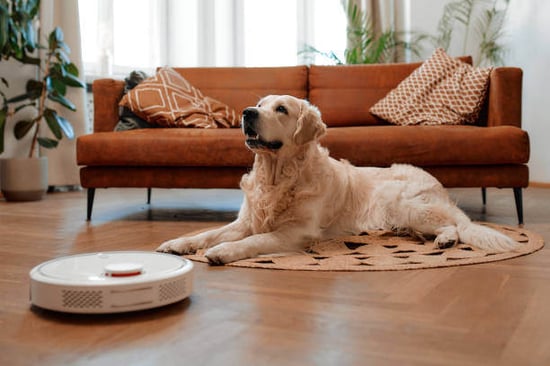 Robot vacuum cleaner and a dog