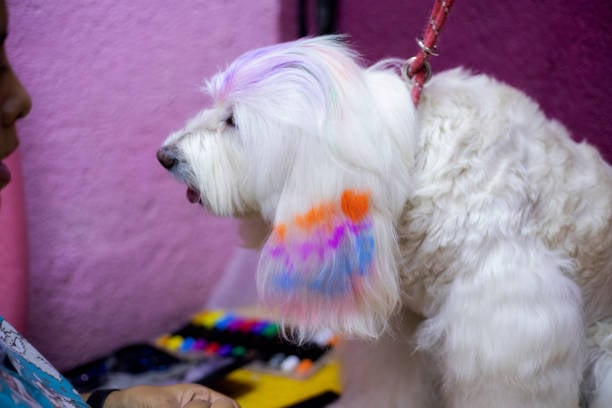 creative dog grooming look with markers