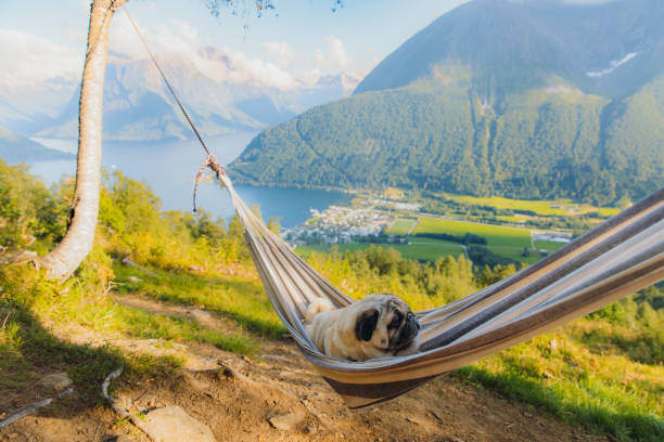 International Pet-Care Practices: Learning from Abroad