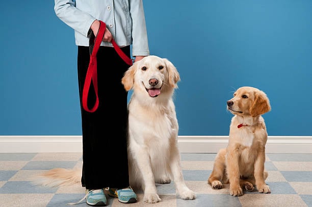 adult dog on a leash next to a puppy gazing on