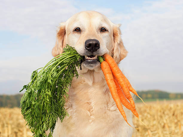 Designing a Balanced Diet for Dogs in Daycare