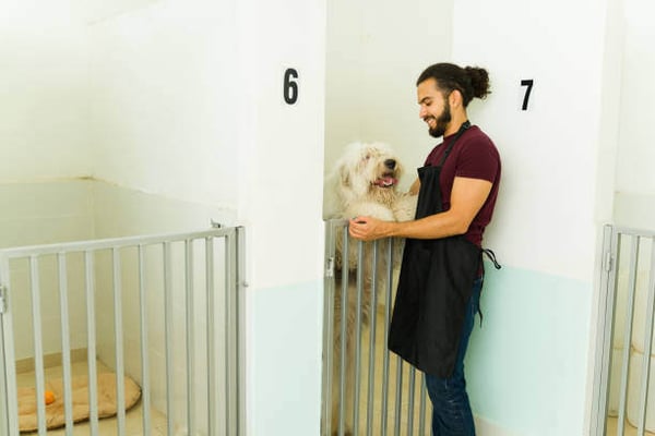 Dog Daycare Business Start-up Costs: What You Need to Know