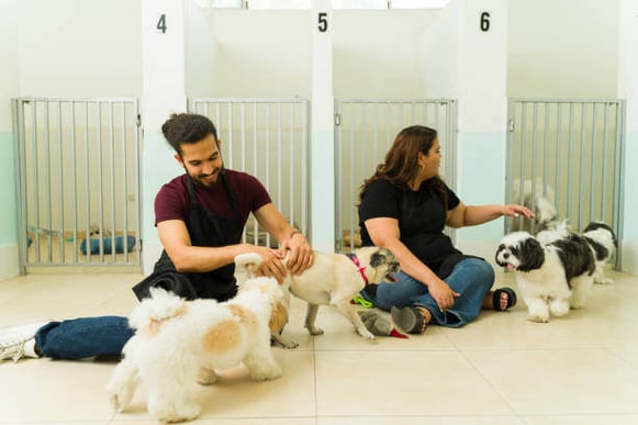 Two people play with multiple dogs at an inside kennel