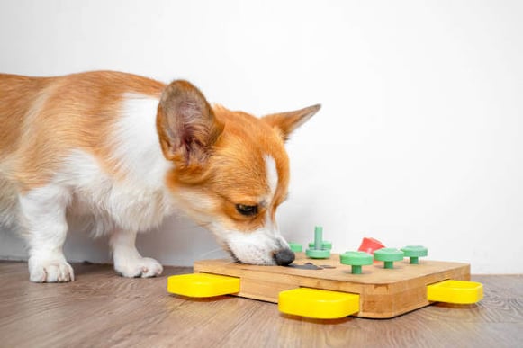 A corgi dog playing with a puzzle feeder