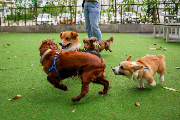 dogs running and playing outside at daycare