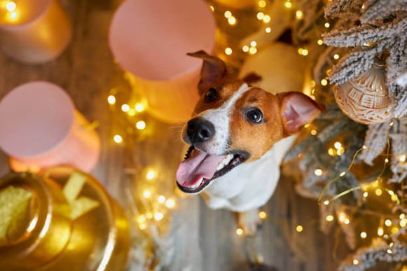 A dog sitting amongst holiday decorations