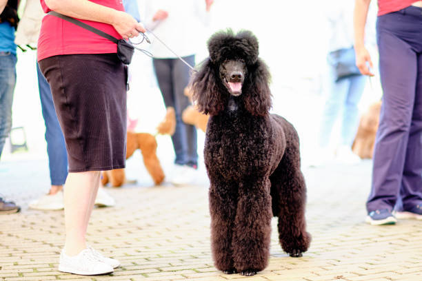 well-groomed poodle smiling with pet parent