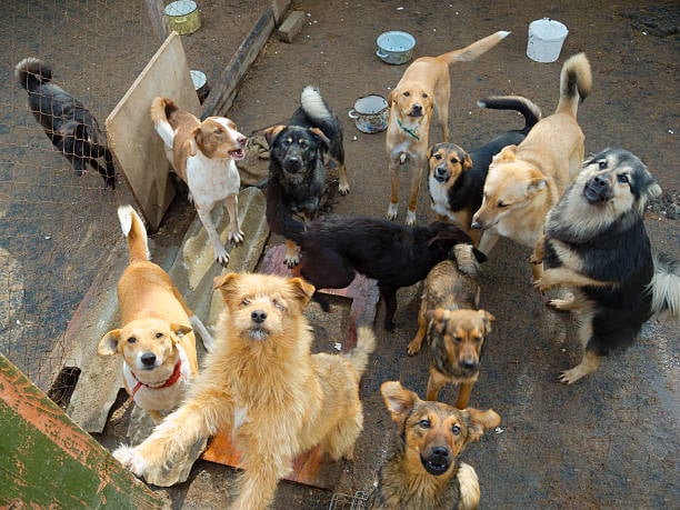 dogs gathered outside at a busy kennel