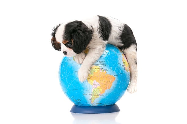 Navigating Global Pet-Care Trends and Their Impact on Your Business