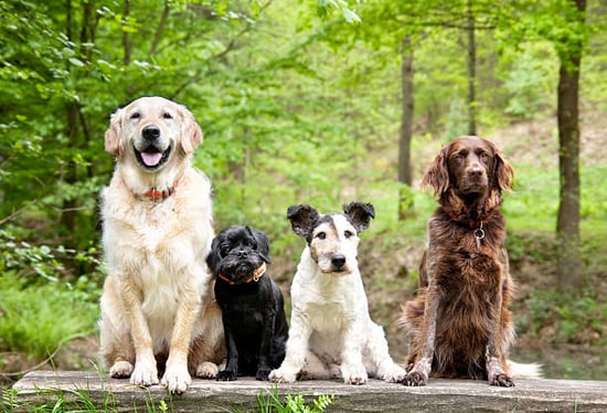 A group of dogs sit together