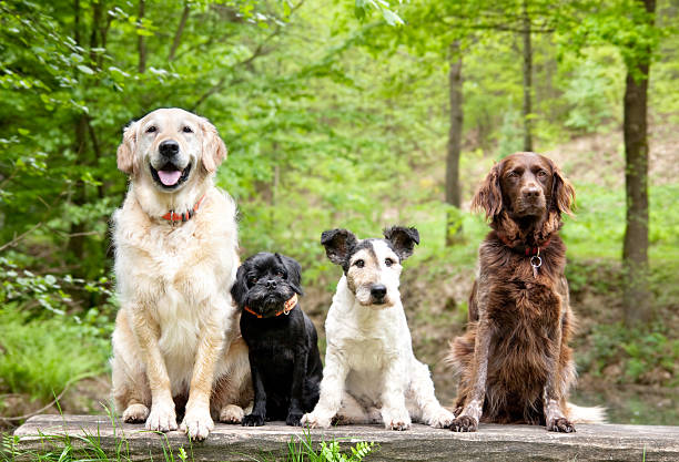 Celebrate International Dog Day: A Pawfect Day to Honor Our Furry Friends