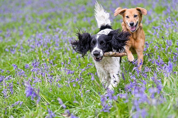 Two dogs play in a field of flowers outside