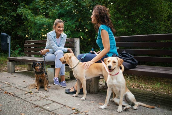 Two women talk outside as their dogs sit nearby