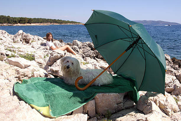 Choosing the Right Sun Protection for Pets