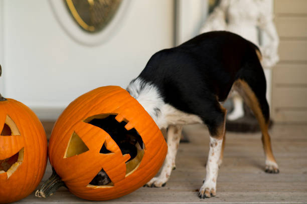 dog with its head in a pumpkin