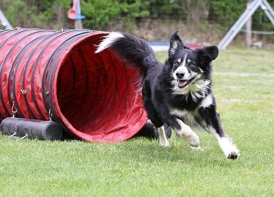 A dog runs through an agility tunnel outside