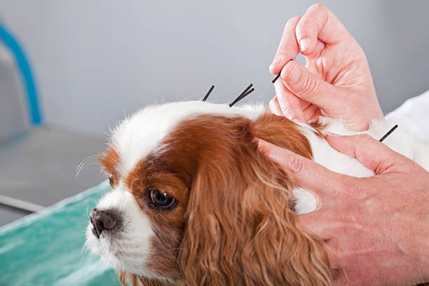 Holistic Pet Treatments: Pros and Cons for Pet-Care Businesses