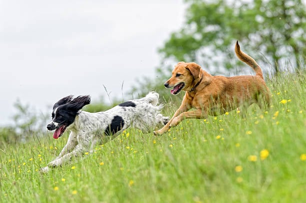 Fitness Routines for Dogs: Keeping Active in Daycare