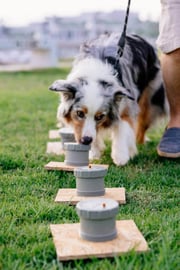 Worldwide Trends in Dog Training and Behavior