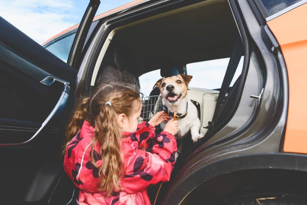 little girl helping pet dog out of car to check in at kennel