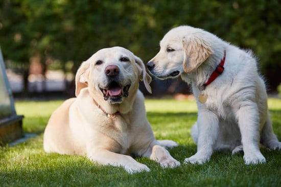 An adult and puppy labrador sit next to each other outside