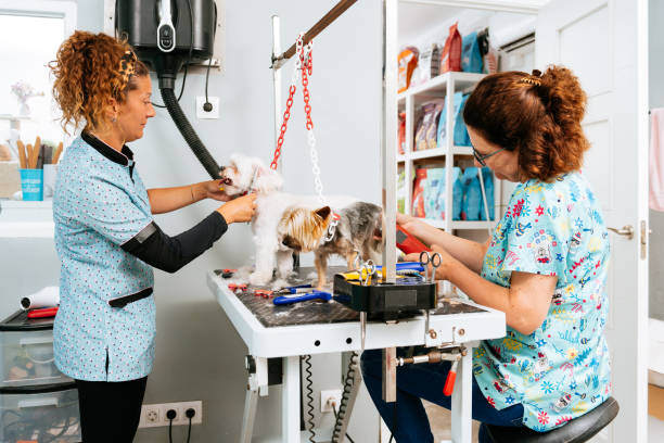 Building a Strong Team Culture in Your Pet-Care Business