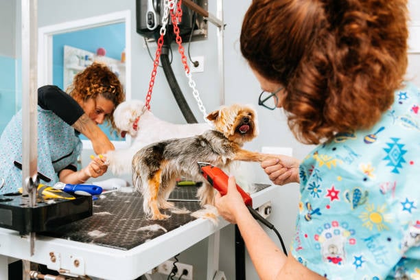 multiple dog groomers working