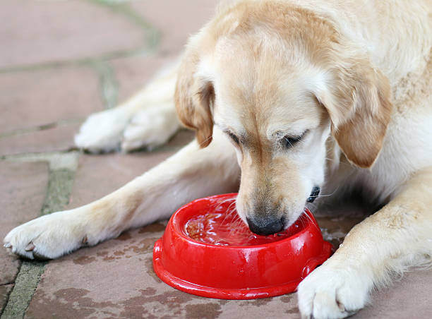 Heatstroke Prevention for Dogs in Daycare