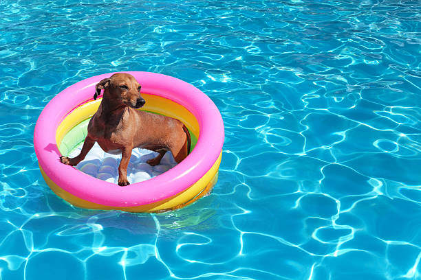 Safe Swimming Practices for Dogs