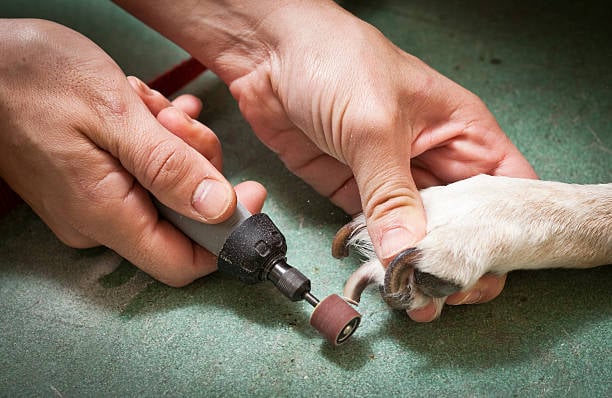 a groomer using a Dremel on one paw for a nail trim