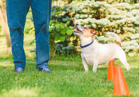 A person trains a dog outdoors